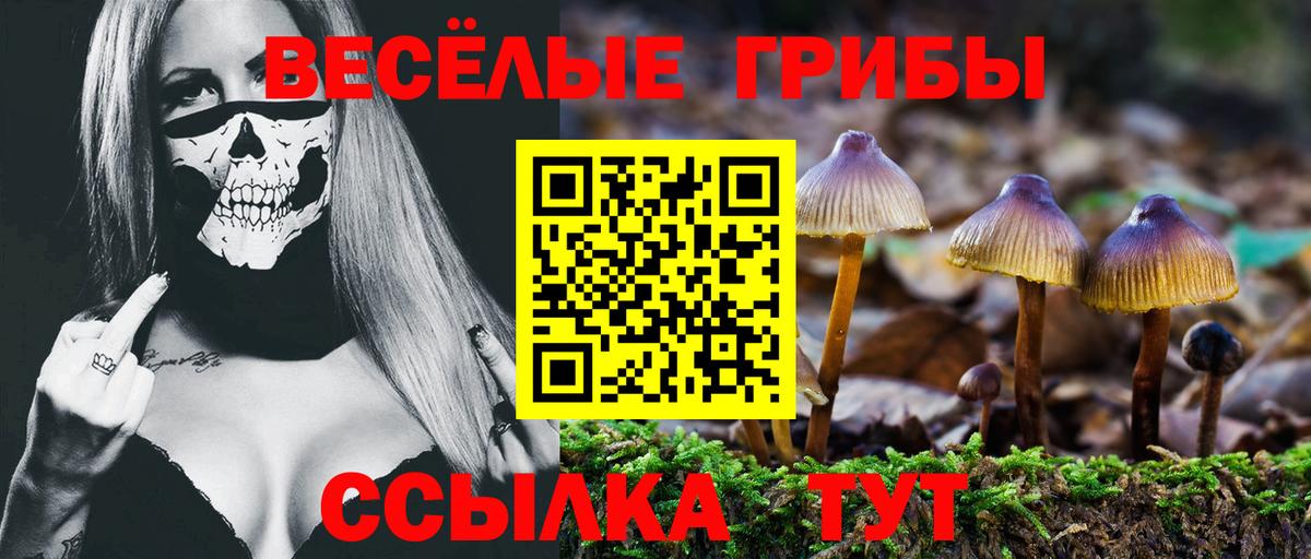 Галлюциногенные грибы GOLDEN TEACHER Новокуйбышевск